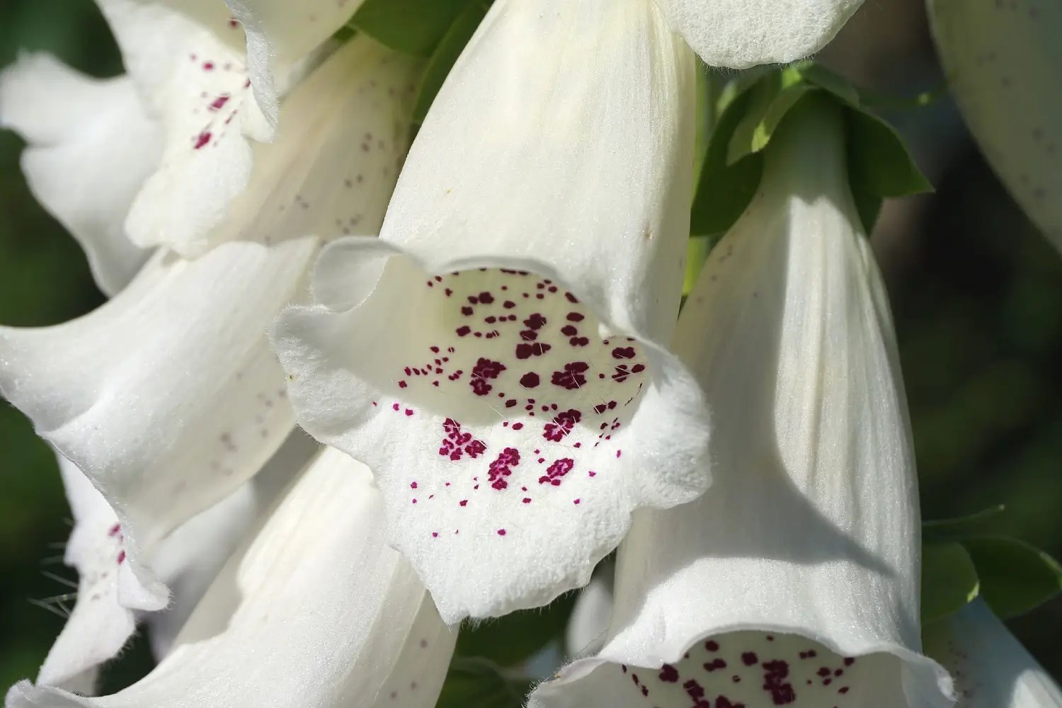 Bunga foxglove berwarna putih