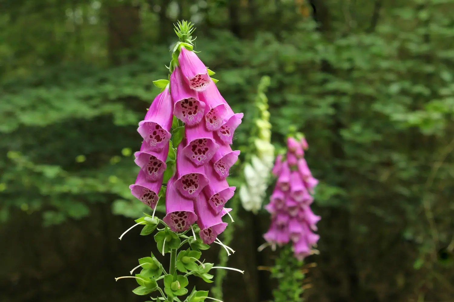 Bunga foxglove berwarna ungu