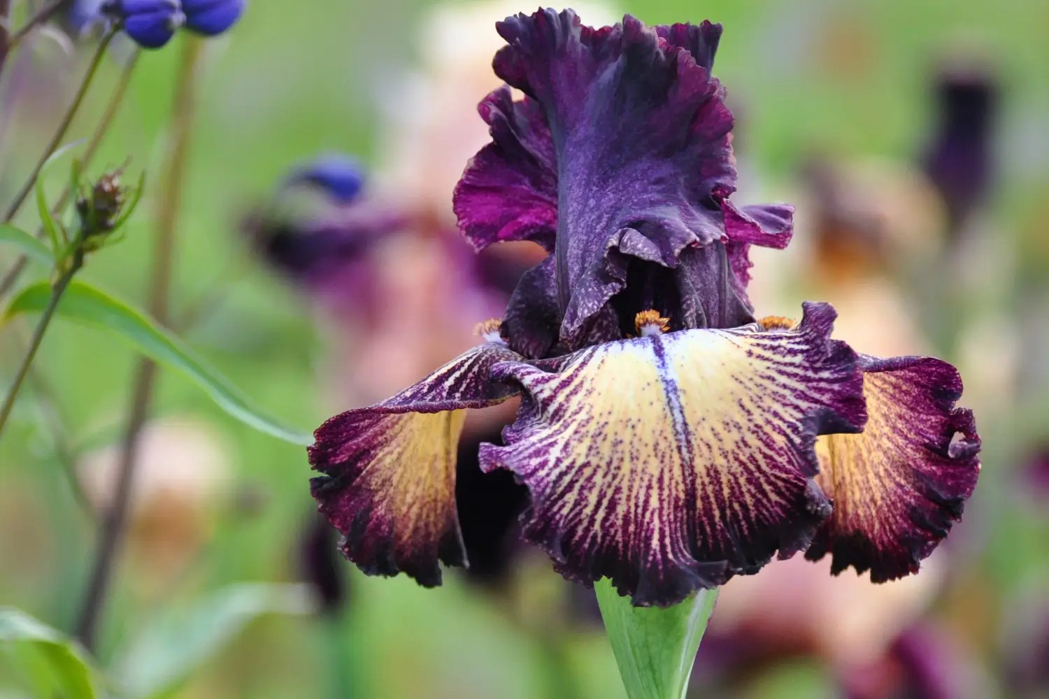 Bunga iris germanica