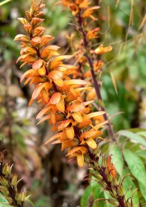 Digitalis Canariensis