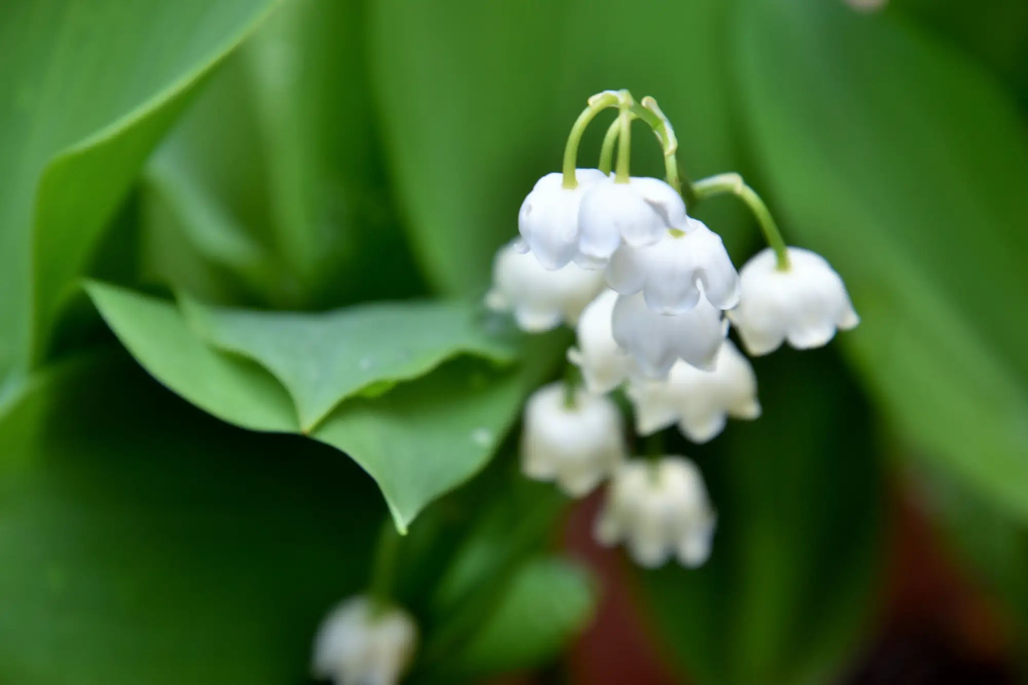 Bunga lily of the valley berwa