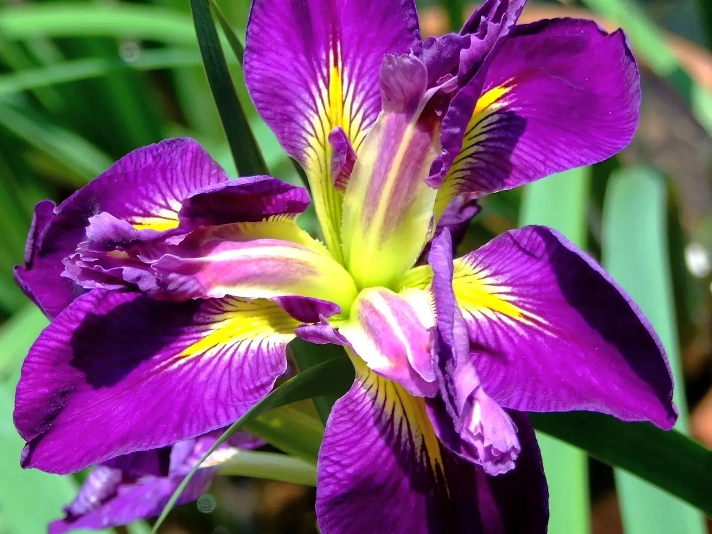 Bunga Louisiana iris berwarna ungu dengan corak kuning
