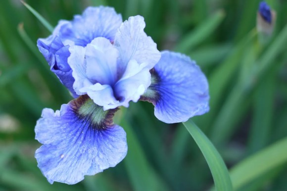 Bunga Iris Siberia berwarna biru