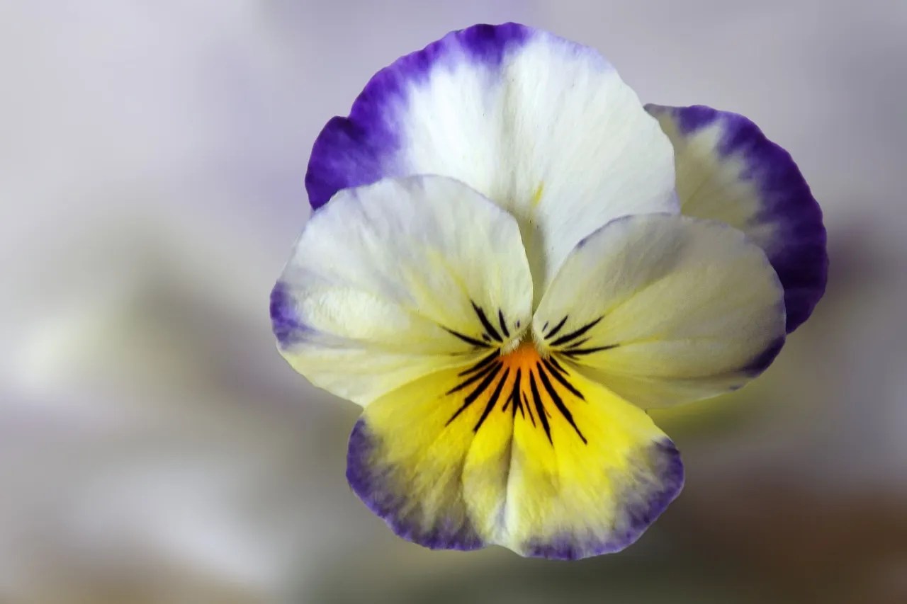 Viola Tricolor