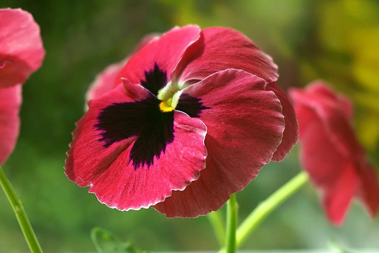 Viola x Wittrockiana