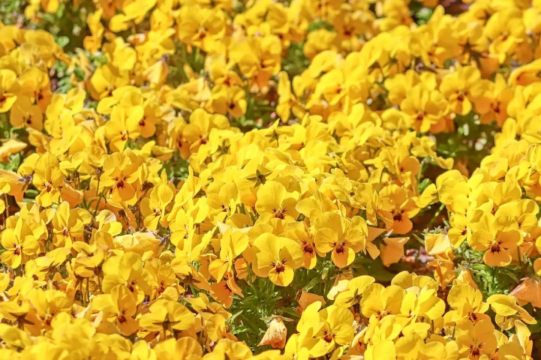 Sekumpulan bunga viola berwarna kuning