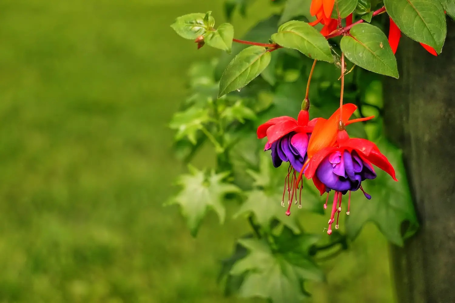 Bunga Fuchsia berwarna ungu merah