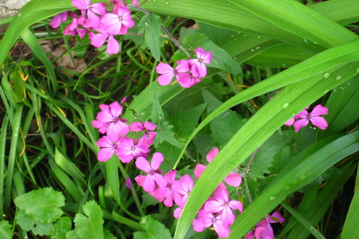 Bunga Lunaria