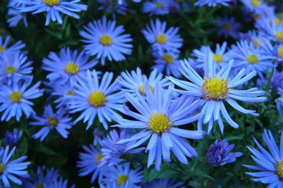 Bunga aster biru