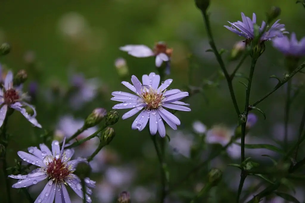 Bunga Blue Wood Aster