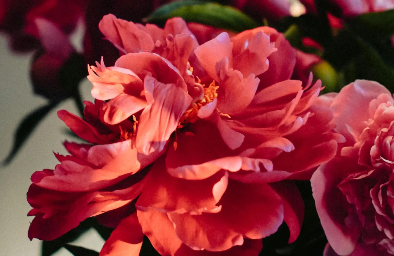 Bunga Peony Merah