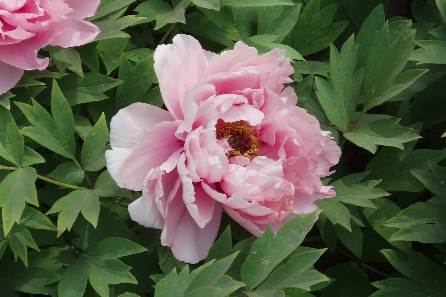 Bunga Peony berwarna Pink