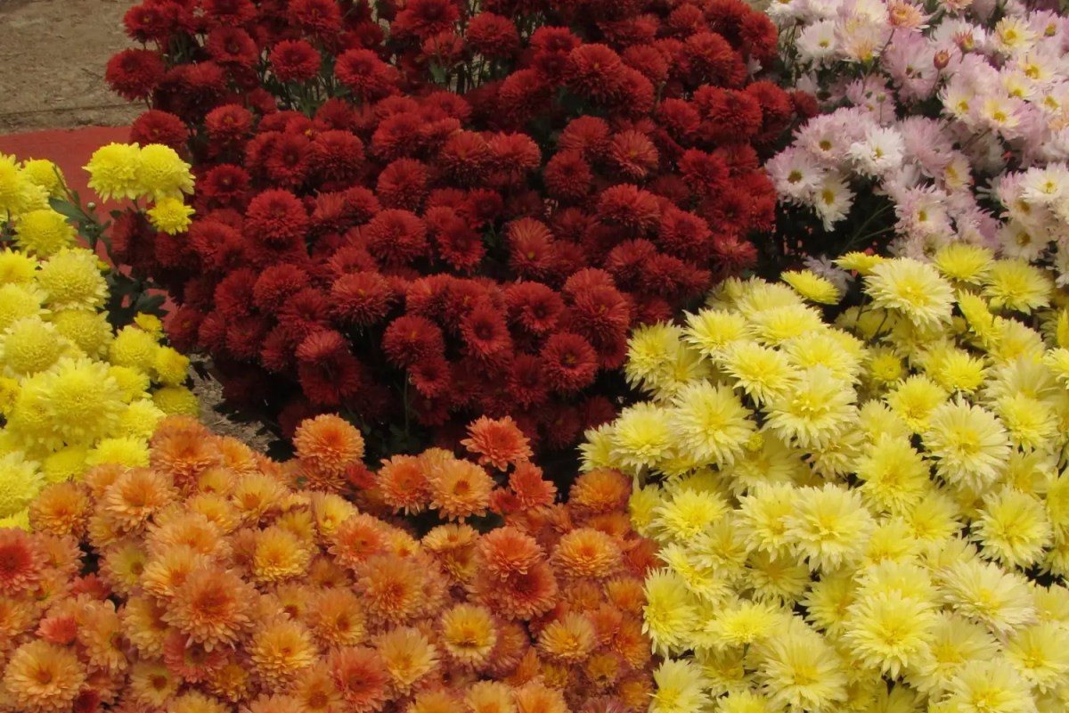 Bunga krisan beragam warna