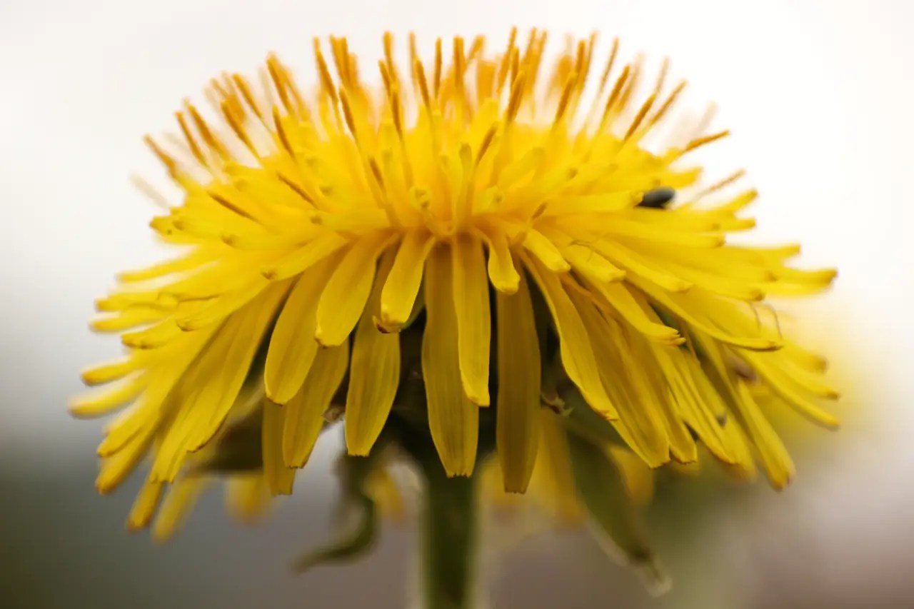 Detail bunga dandelion