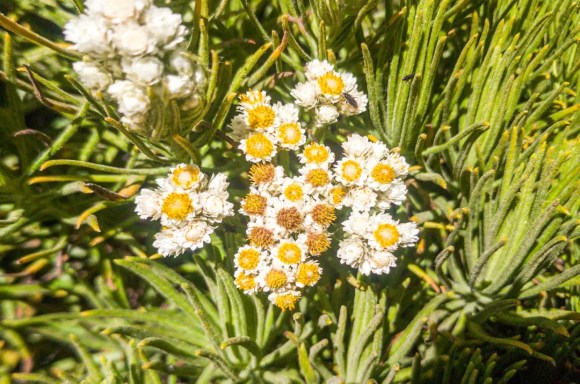 Bunga Edelweiss jawa atau Bunga Senduro (Anaphalis javanica)