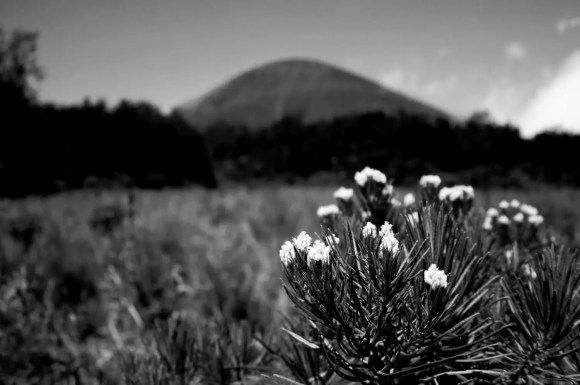 Bunga edelweiss jawa dengan latar belakang gunung