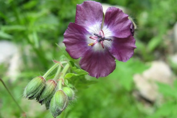 Bunga Geranium phaeum