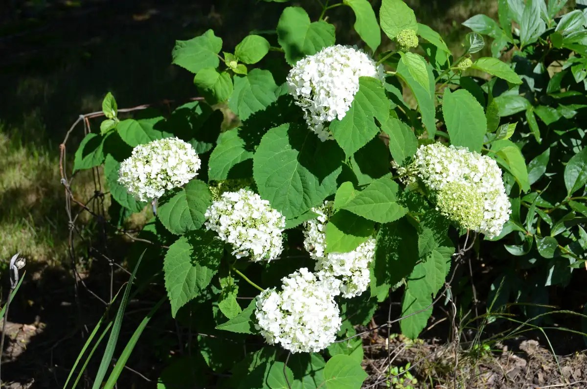 Bunga Hydrangea Arborescens
