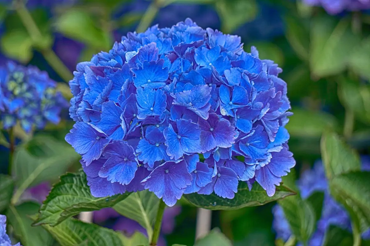 Bunga Hydrangea Biru