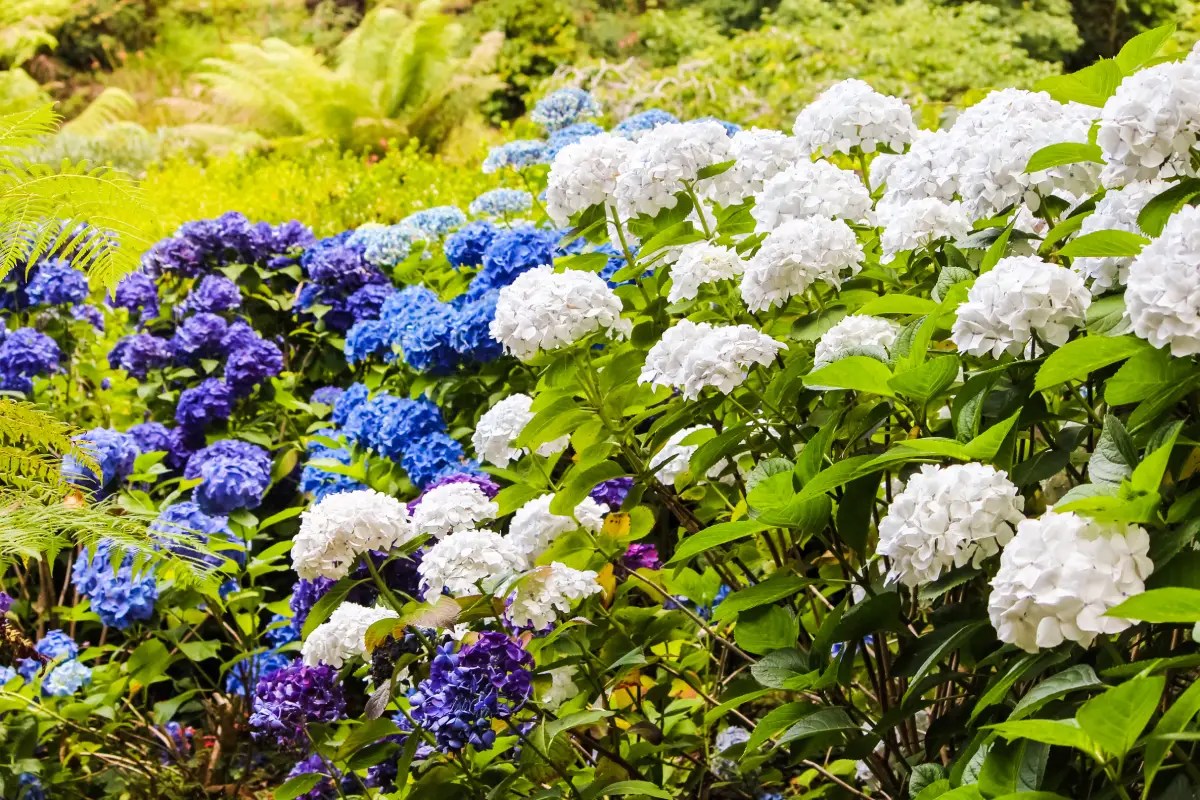 Bunga hydrangea dengan beragam warna