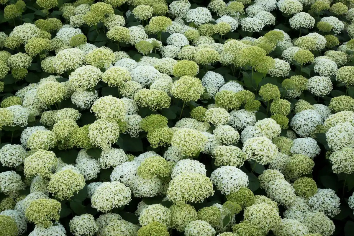 Bunga Hydrangea Hijau