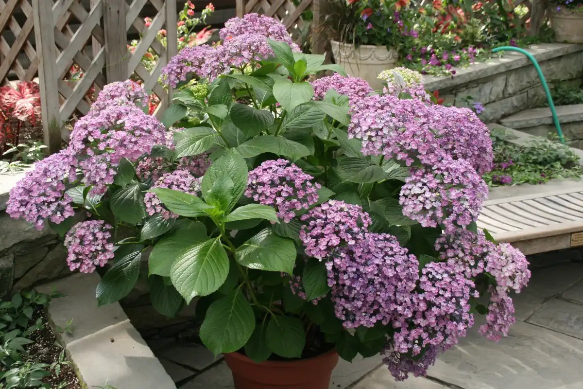 Bunga Hydrangea Macrophylla