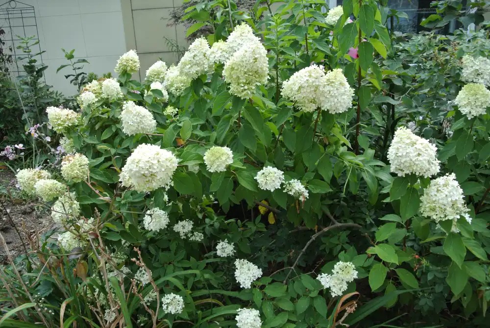 Bunga Hydrangea Paniculata