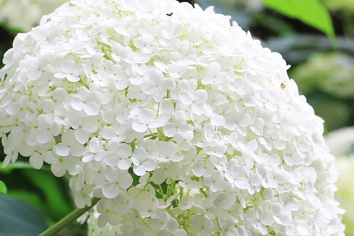 Bunga Hydrangea Warna Putih