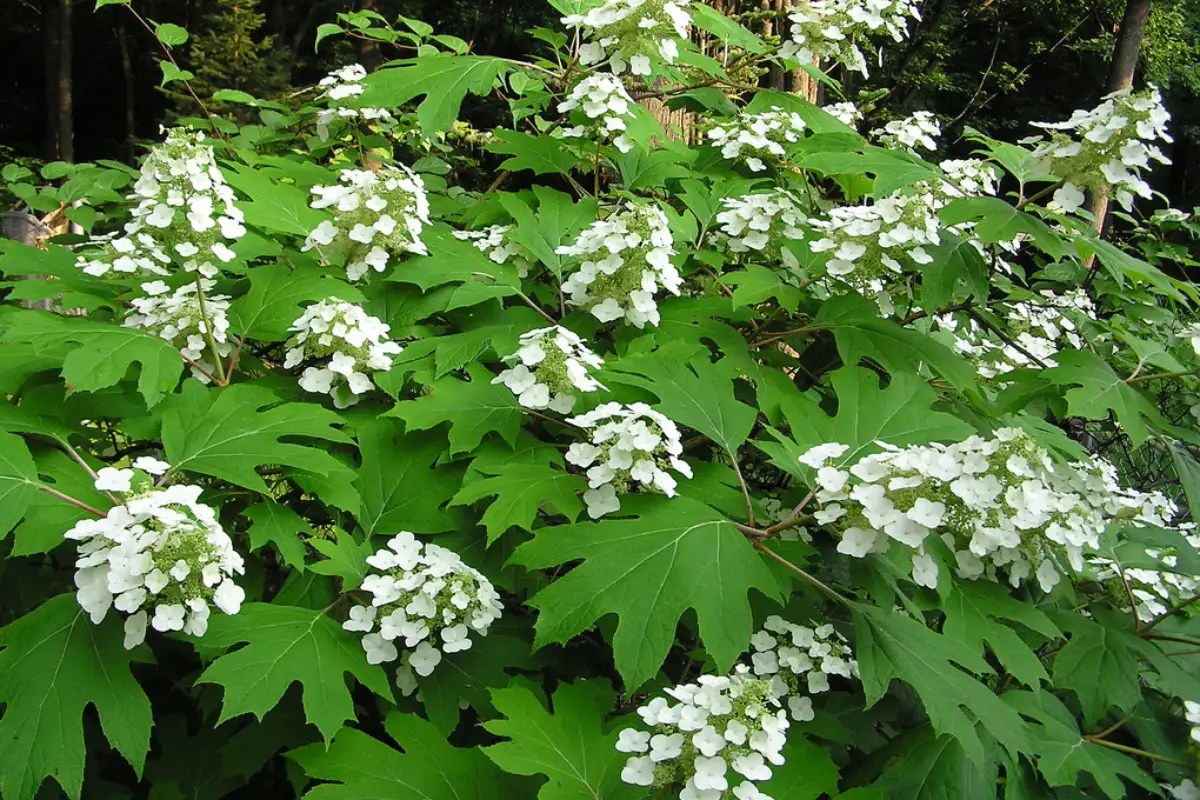 Bunga Hydrangea Quercifolia