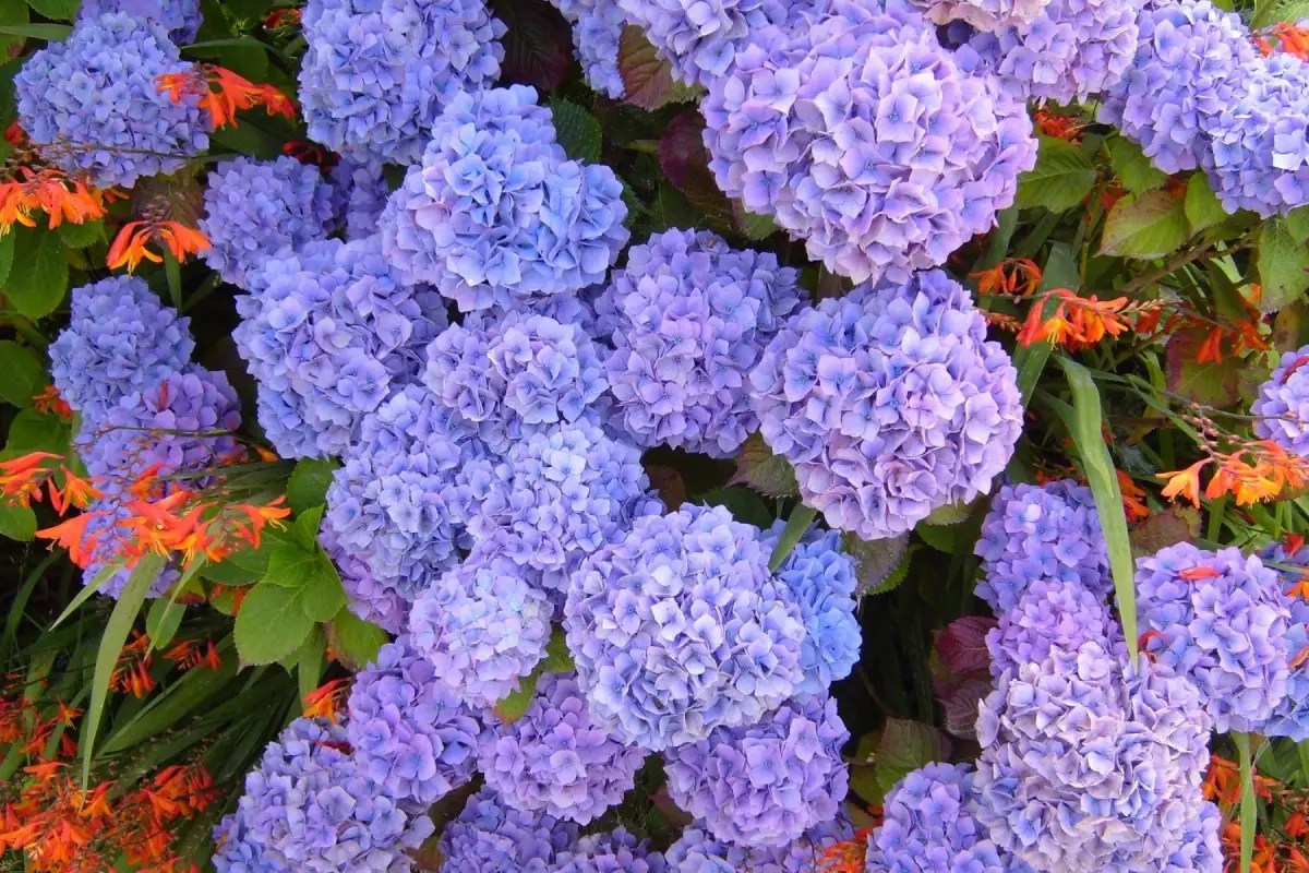 Bunga Hydrangea Ungu