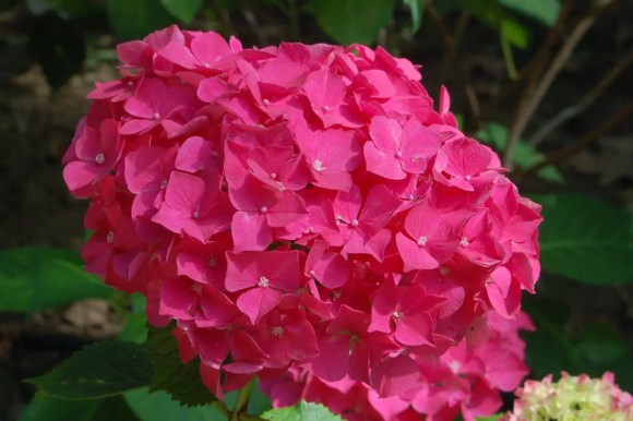 Bunga Hydrangeaceae Warna Pink