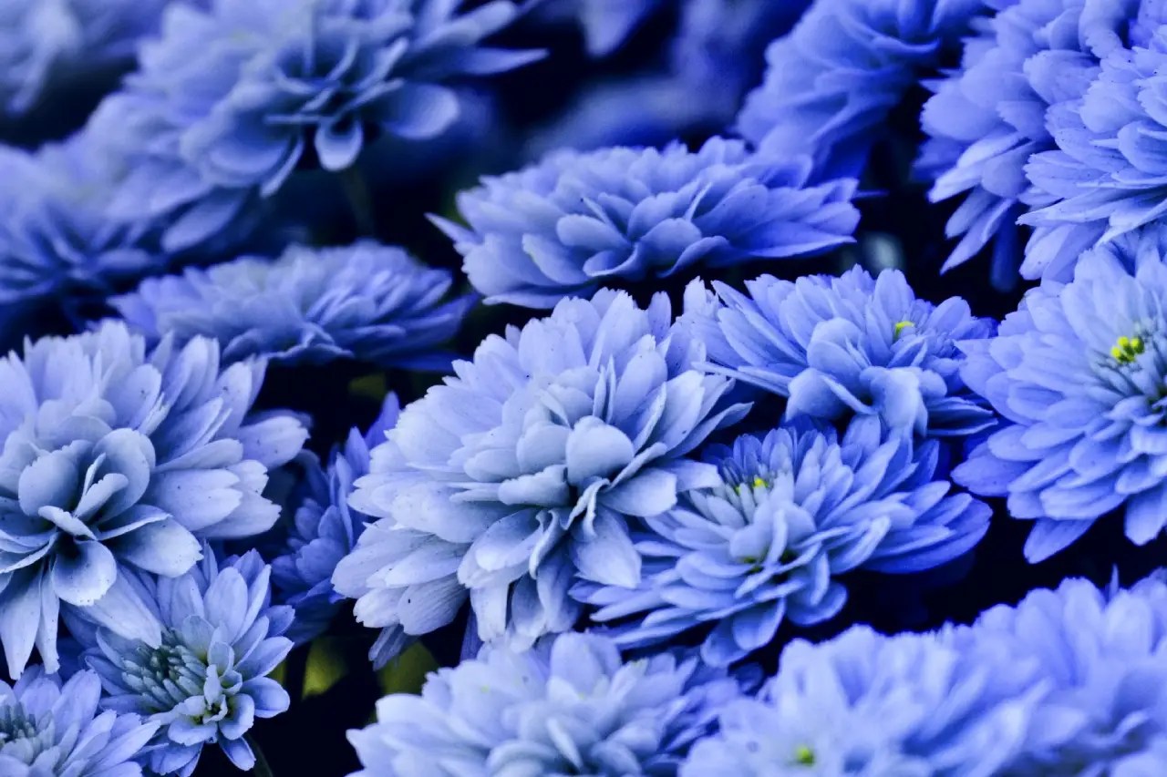 bunga Krisan Biru