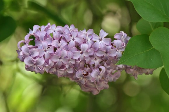 Bunga Lilac