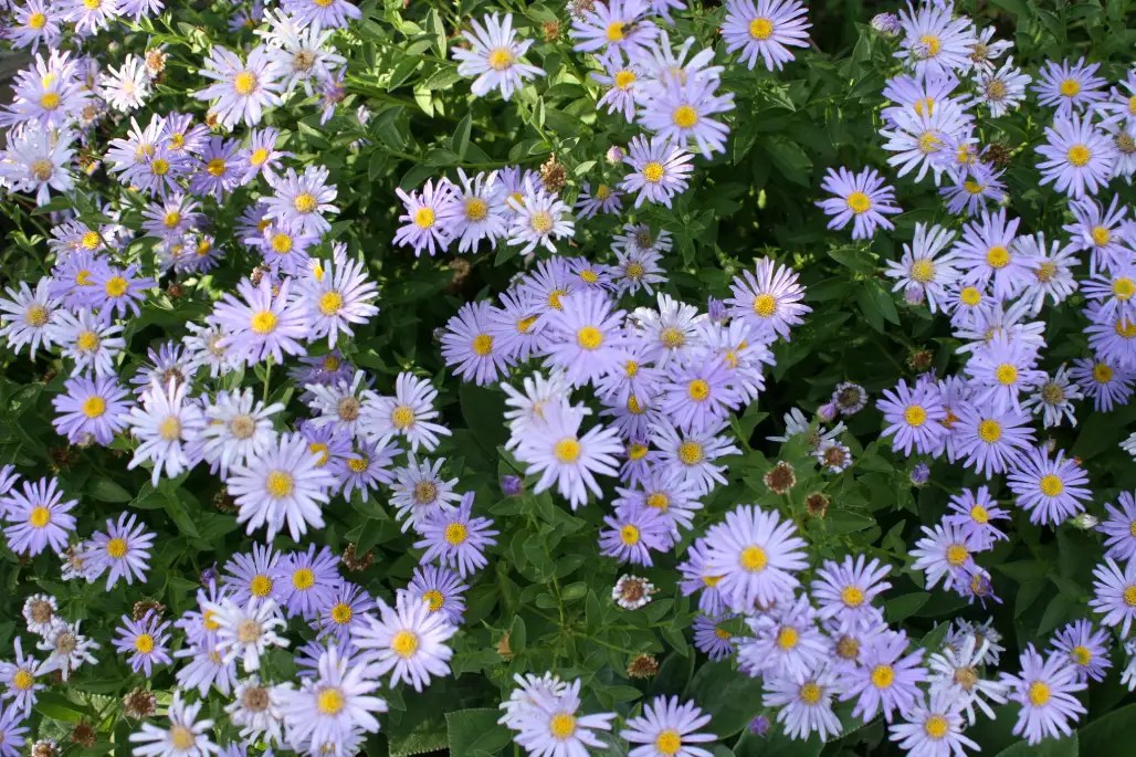 New York Aster