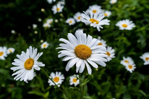 Bunga Oxeye Daisy