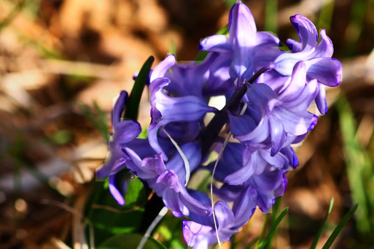 Bunga Hyacinth warna ungu