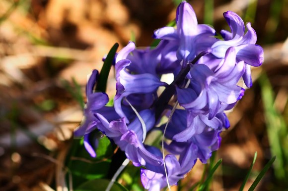 Bunga Hyacinth warna ungu