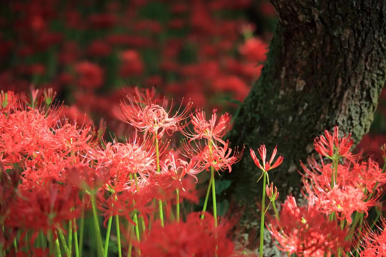 Bunga Red Spider Lily Merah