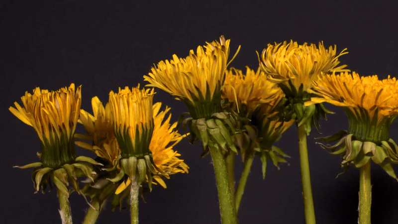 Siklus hidup bunga dandelion