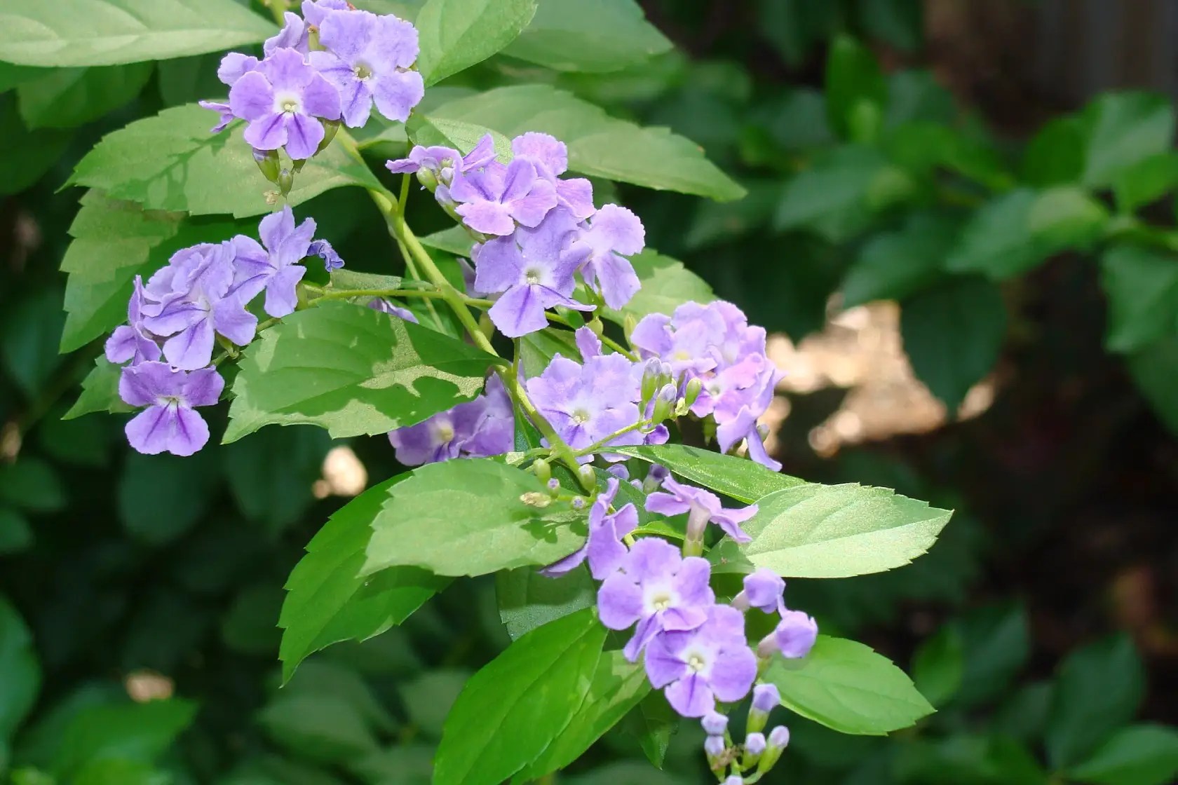 Bunga sinyo nakal berwarna ungu