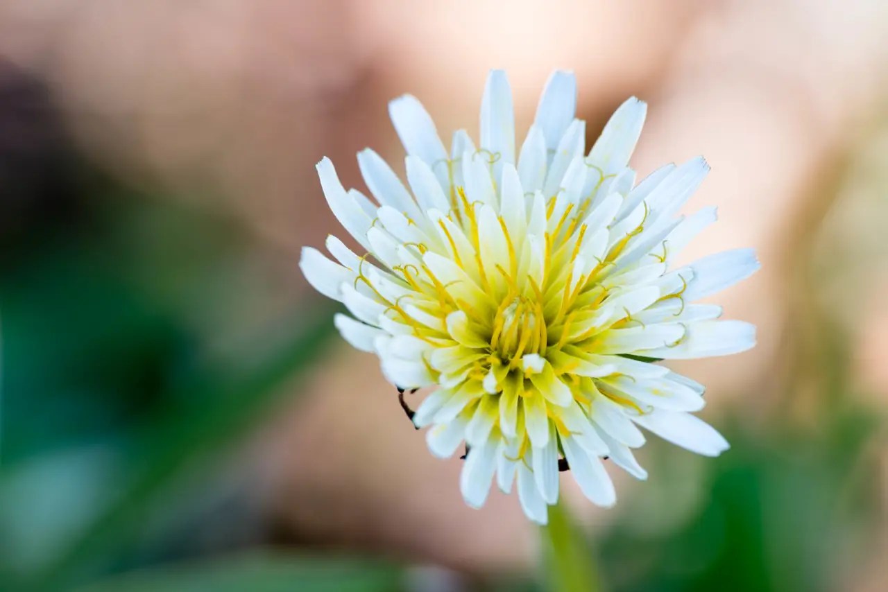 Taraxacum Albidum