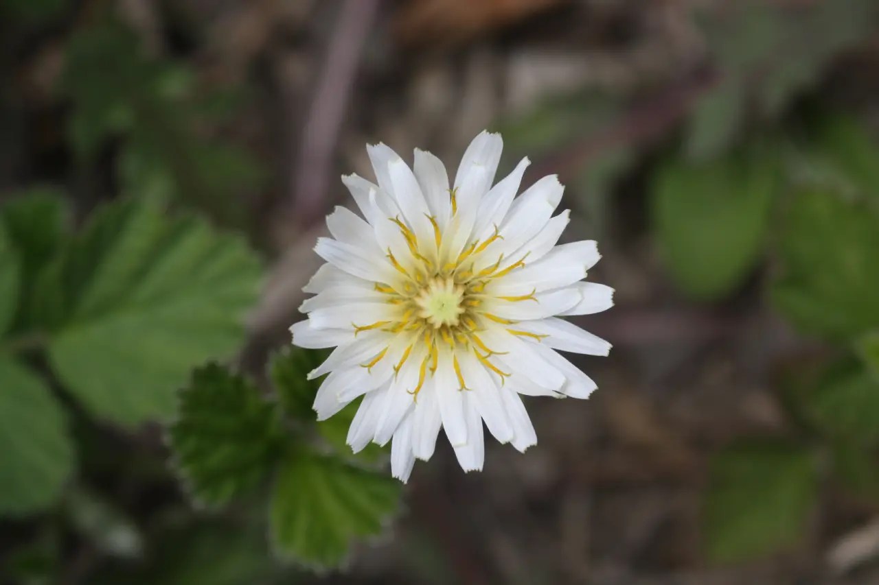 Taraxacum Coreanum