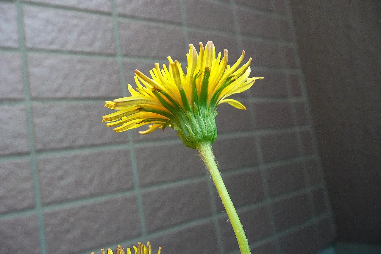 Taraxacum Japonicum