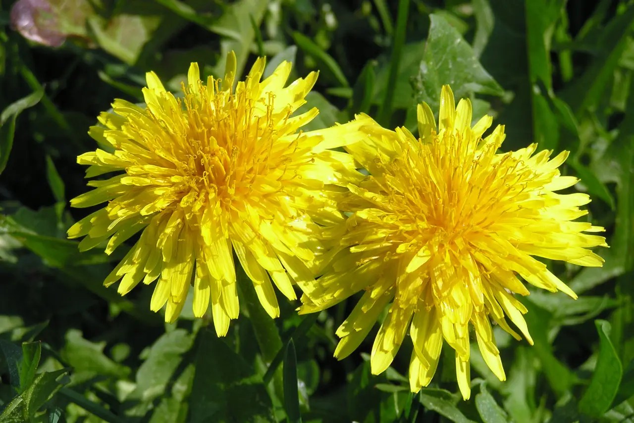 Taraxacum Officinale