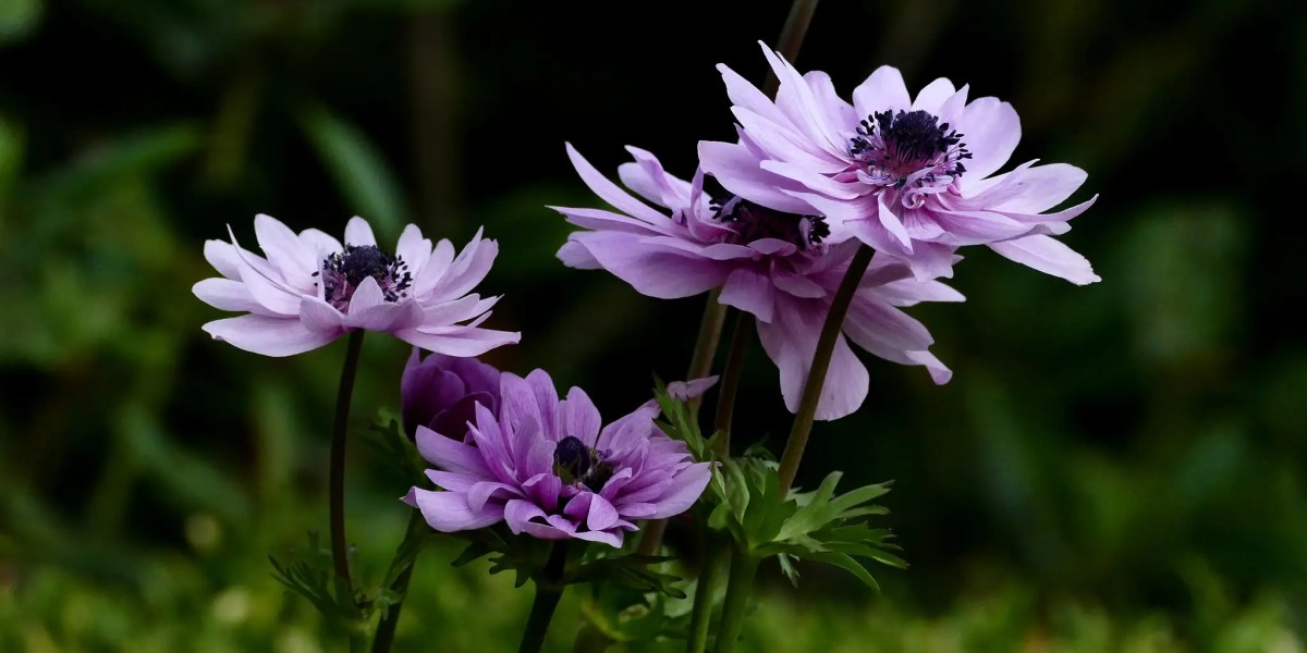 4 tangkai bunga anemone berwarna ungu muda