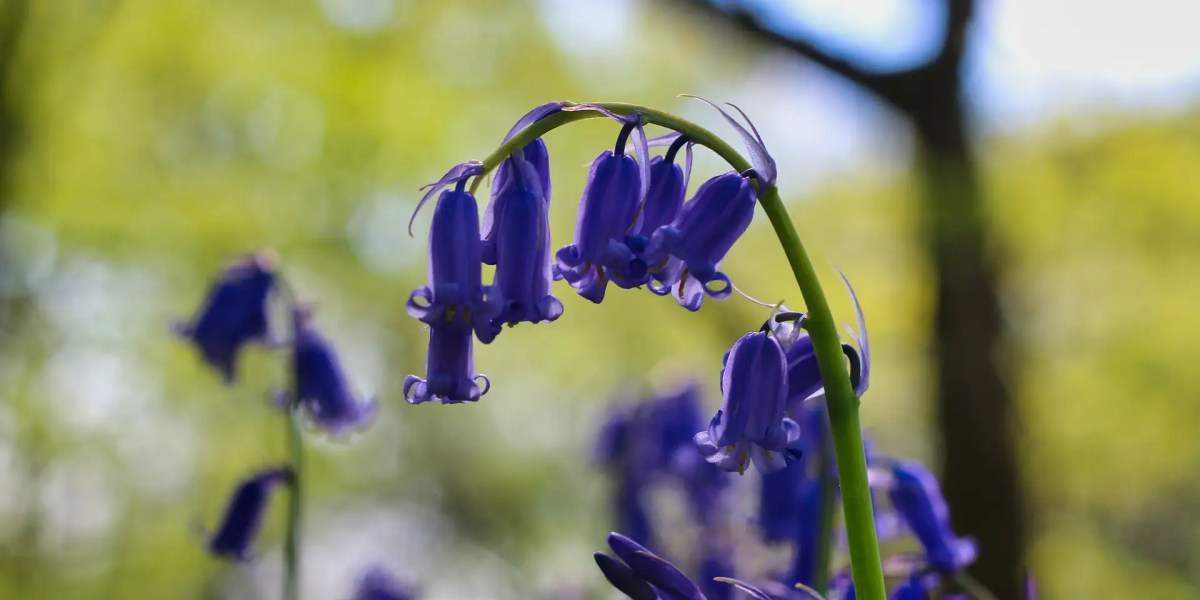 Setangkai bunga bluebell dengan 9 kelopak bunga
