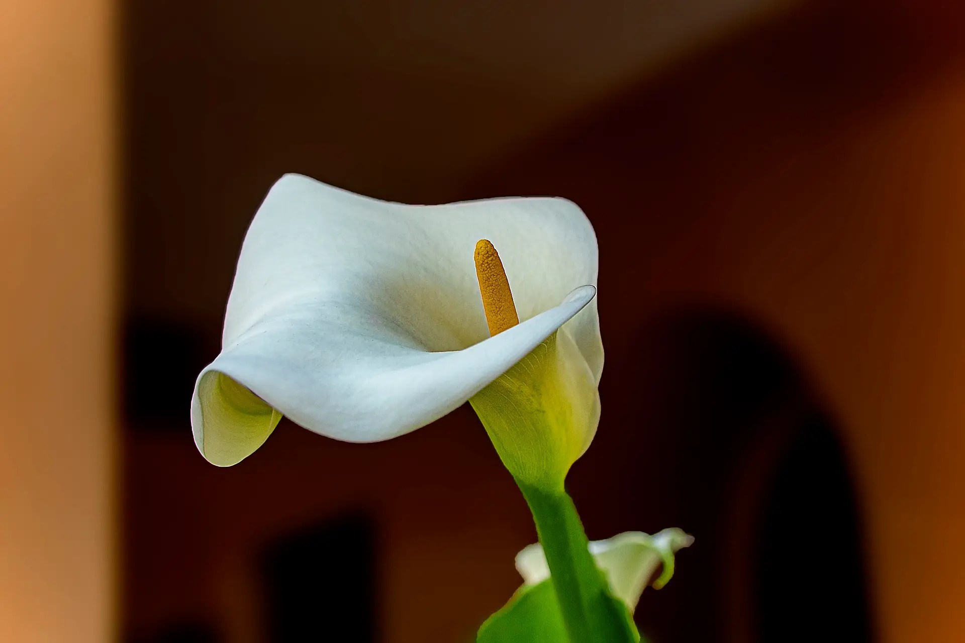 Bunga calla lily putih
