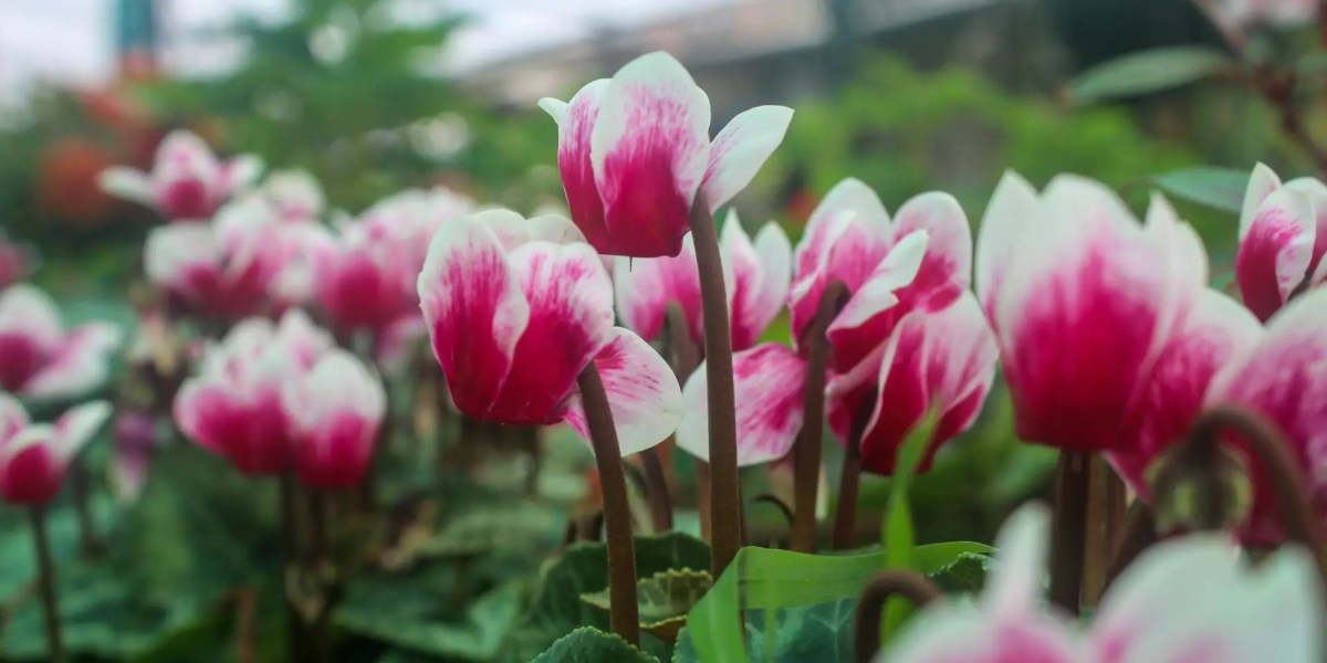 Bunga Cyclamen