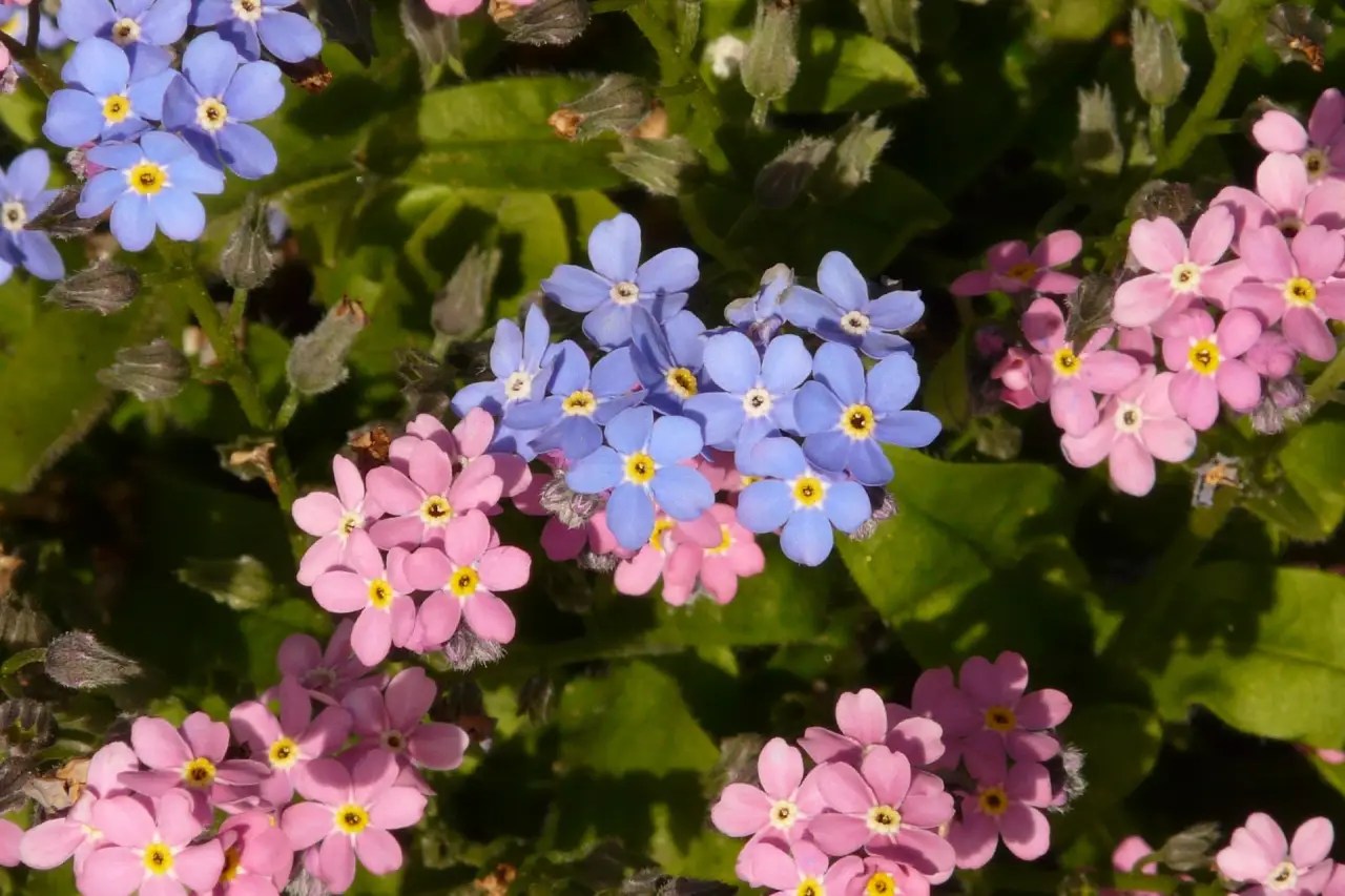 Bunga forget me not berwarna biru dan merah muda / pink