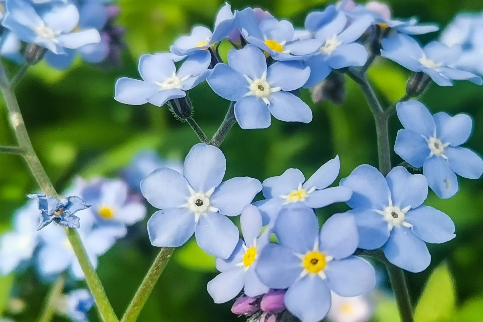 Beberapa tangkai bunga forget me not berwarna biru